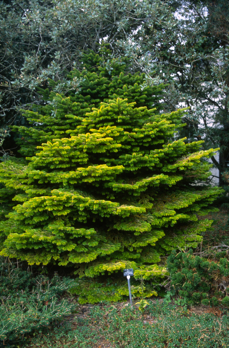 Abies nordmaniana 'Golden Spreader' Golden Nordmann Fir