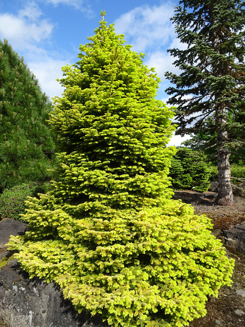 Abies nordmaniana 'Golden Spreader' Golden Nordmann Fir