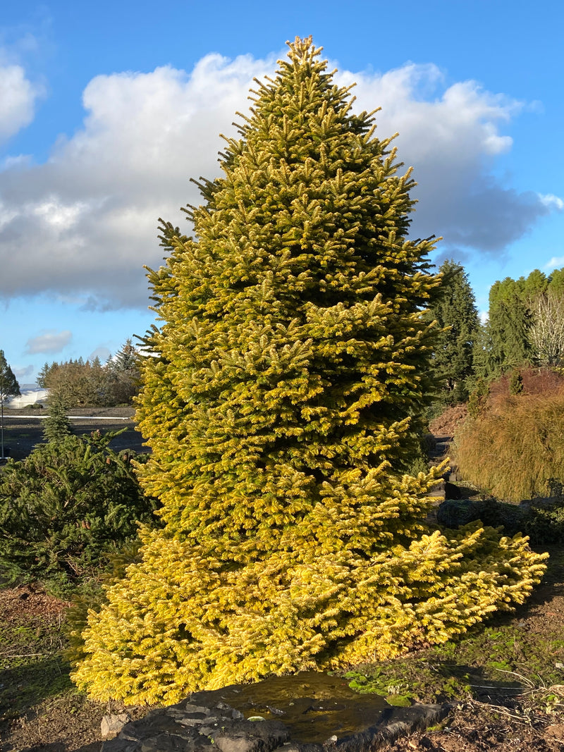 Abies nordmaniana 'Golden Spreader' Golden Nordmann Fir