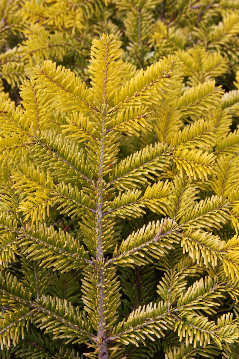 Abies nordmaniana 'Golden Spreader' Golden Nordmann Fir