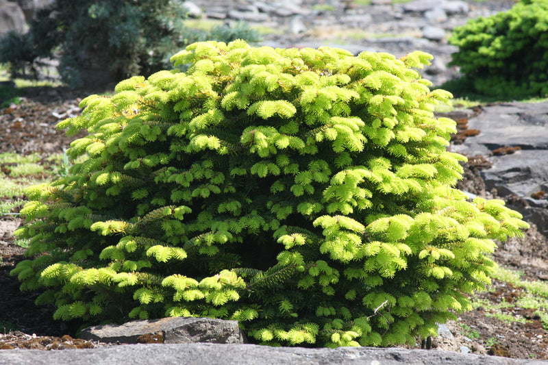 Abies nordmaniana 'Golden Spreader' Golden Nordmann Fir