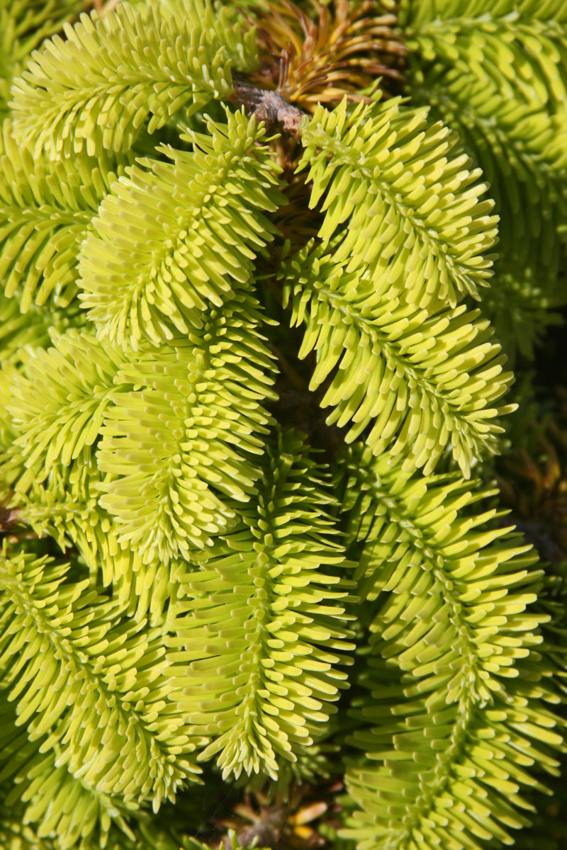 Abies nordmaniana 'Golden Spreader' Golden Nordmann Fir