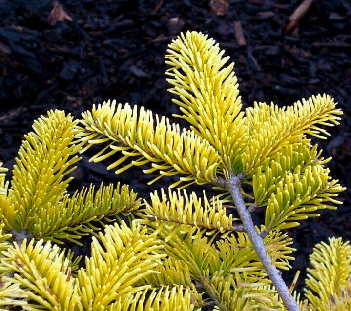 Abies nordmaniana 'Golden Spreader' Golden Nordmann Fir