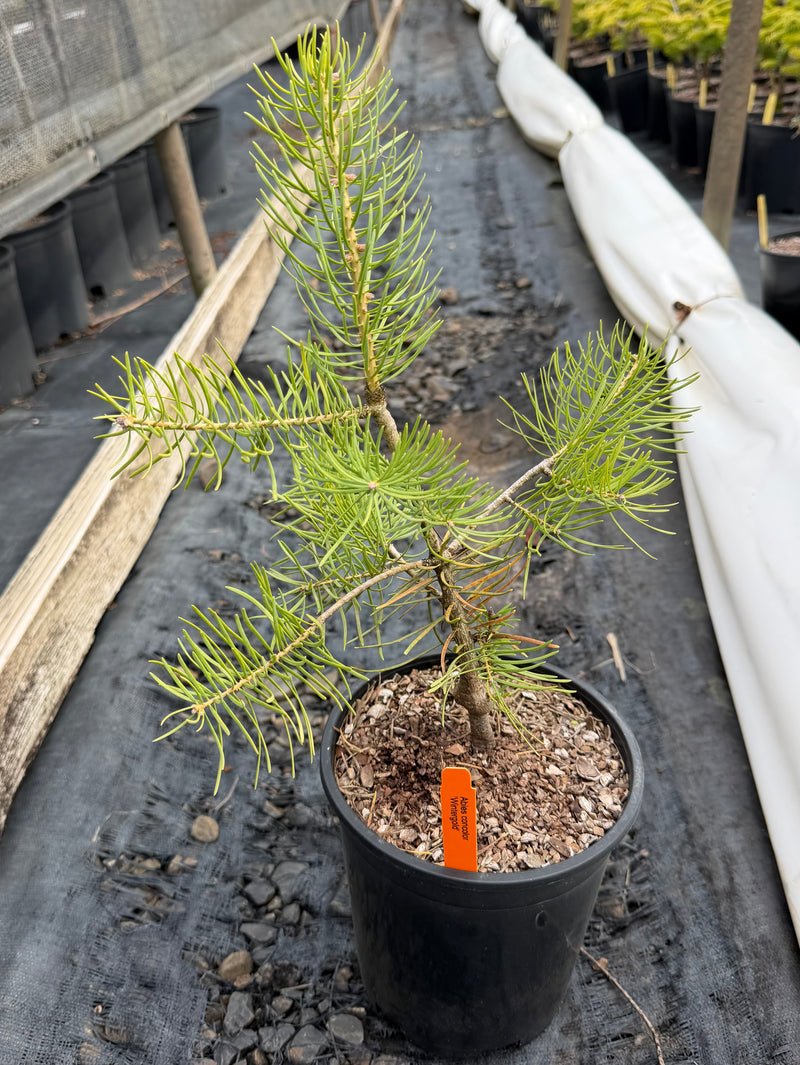 Abies concolor 'Wintergold' Golden White Fir