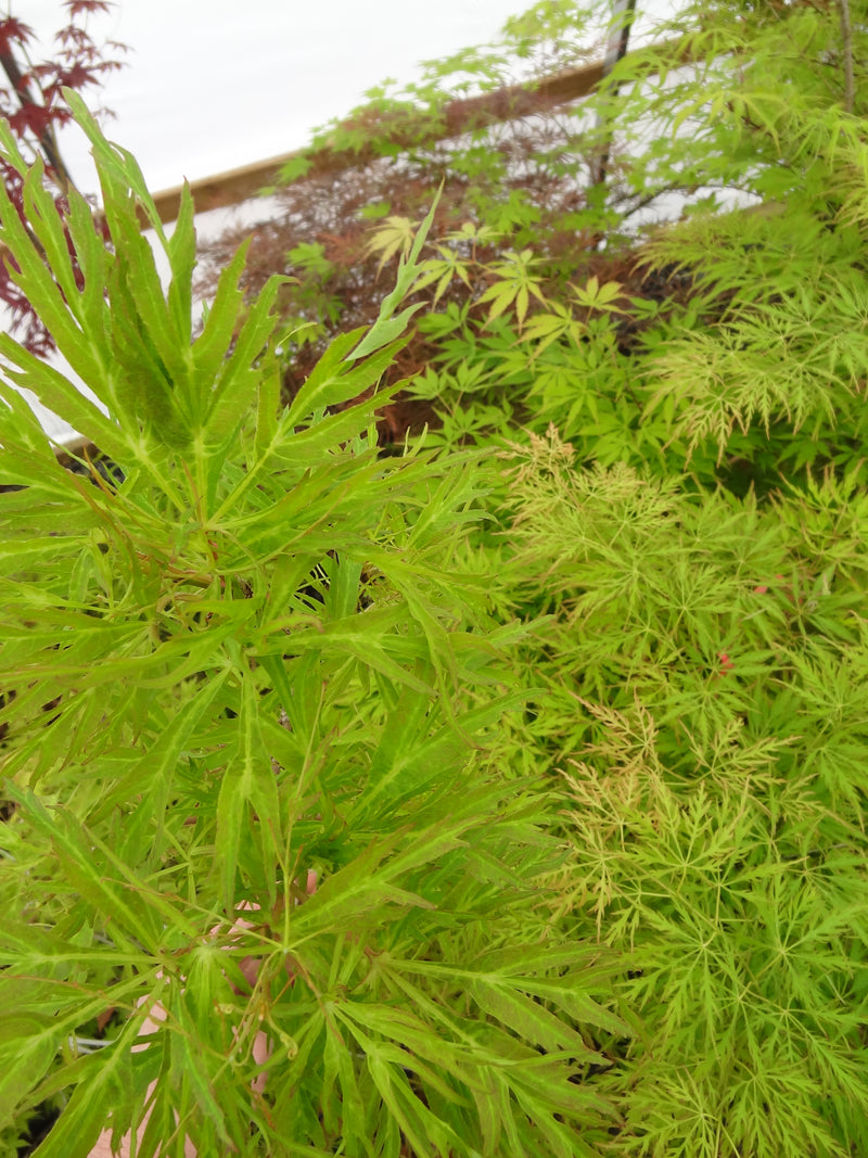 Acer japonicum X 'Gossamer' Dwarf Full Moon Japanese Maple