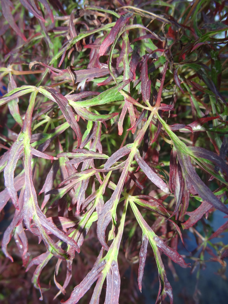 Acer japonicum X 'Gossamer' Dwarf Full Moon Japanese Maple