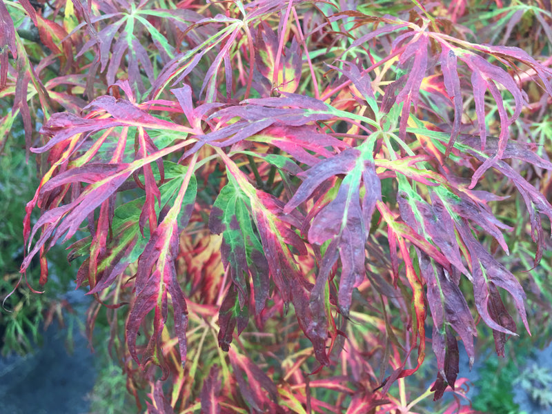 Acer japonicum X 'Gossamer' Dwarf Full Moon Japanese Maple