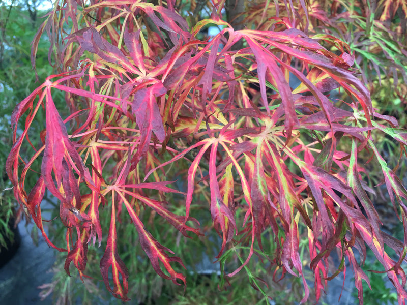 Acer japonicum X 'Gossamer' Dwarf Full Moon Japanese Maple