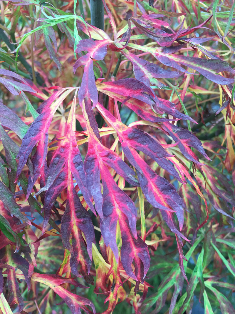 Acer japonicum X 'Gossamer' Dwarf Full Moon Japanese Maple