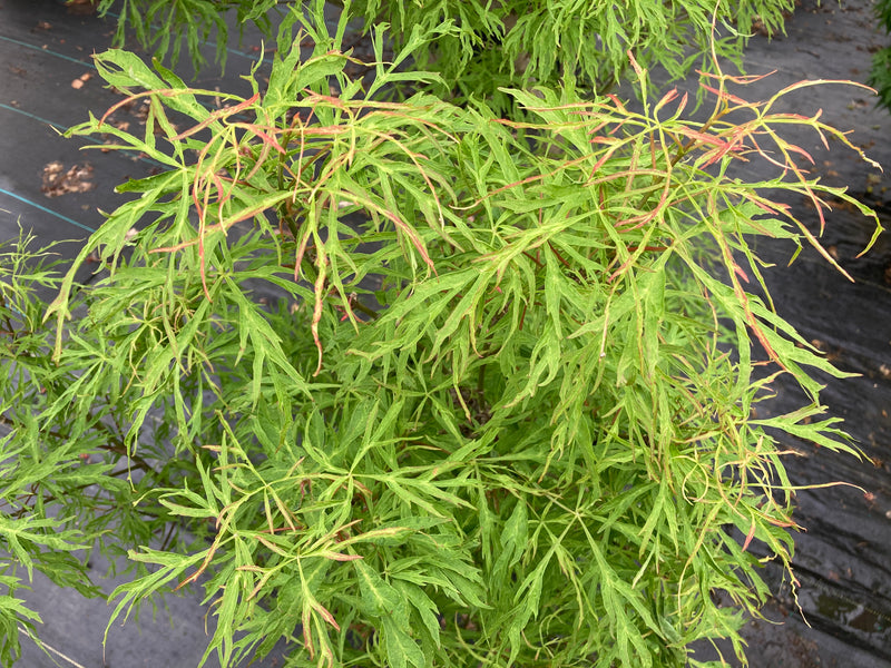Acer japonicum X 'Gossamer' Dwarf Full Moon Japanese Maple