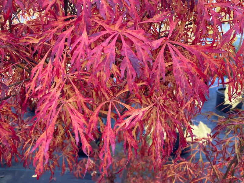 Acer japonicum X 'Gossamer' Dwarf Full Moon Japanese Maple