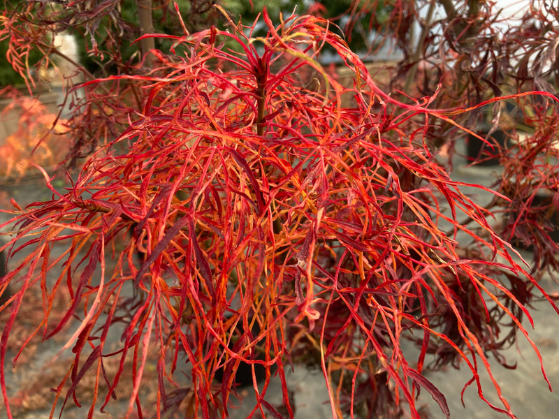 Acer japonicum X 'Gossamer' Dwarf Full Moon Japanese Maple