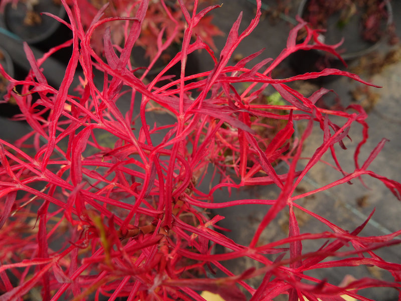 Acer japonicum X 'Gossamer' Dwarf Full Moon Japanese Maple