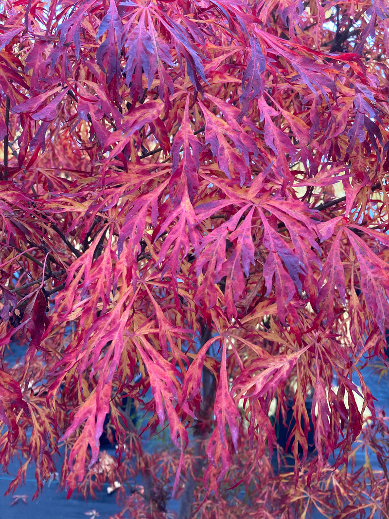 Acer japonicum X 'Gossamer' Dwarf Full Moon Japanese Maple