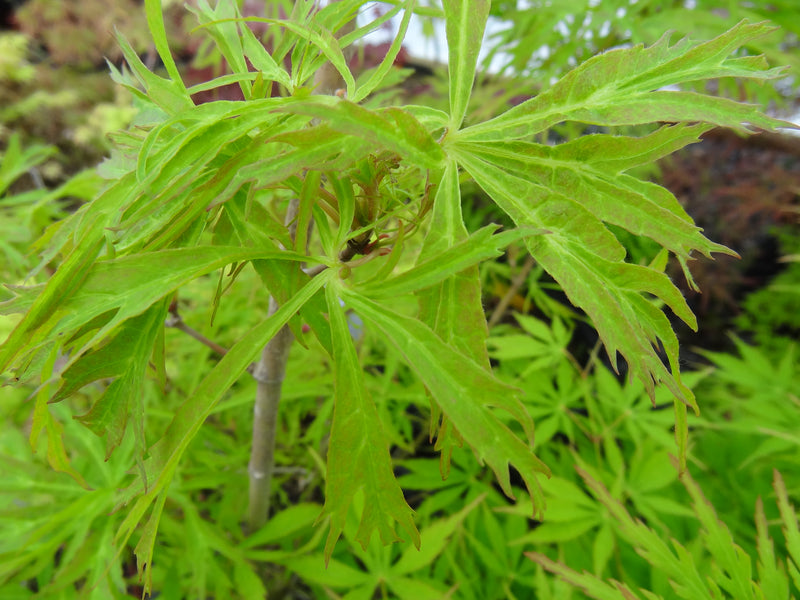 Acer japonicum X 'Gossamer' Dwarf Full Moon Japanese Maple