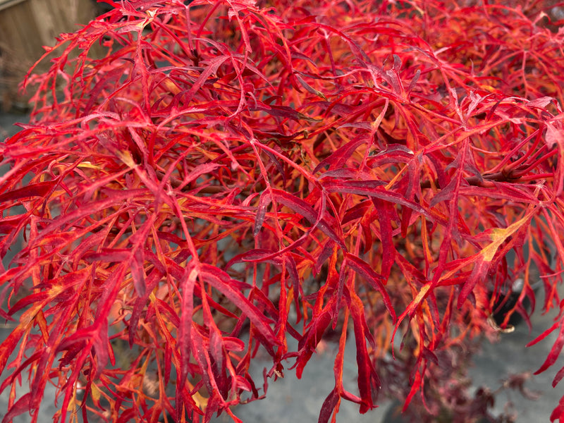 Acer japonicum X 'Gossamer' Dwarf Full Moon Japanese Maple