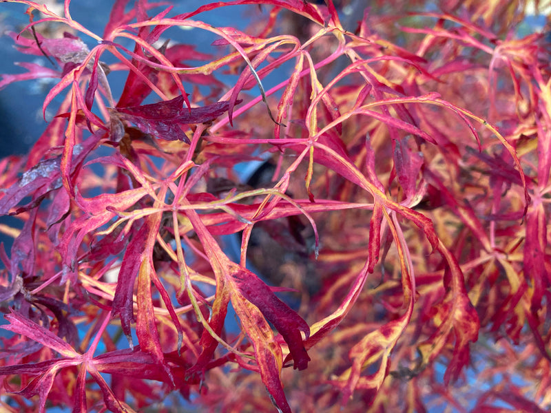 Acer japonicum X 'Gossamer' Dwarf Full Moon Japanese Maple