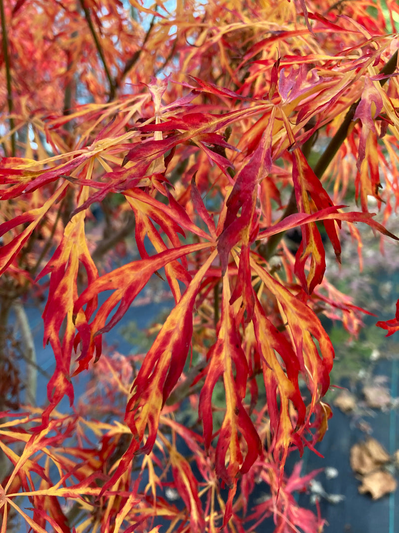 Acer japonicum X 'Gossamer' Dwarf Full Moon Japanese Maple