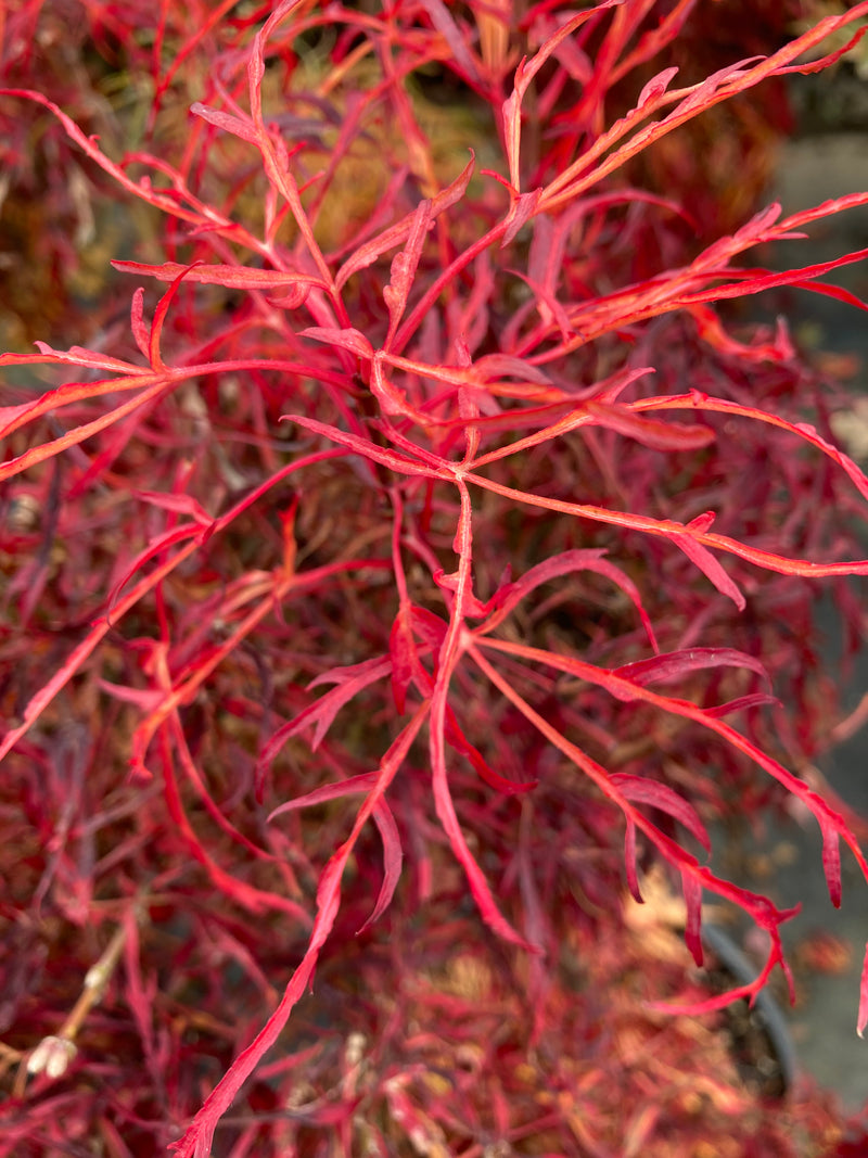 Acer japonicum X 'Gossamer' Dwarf Full Moon Japanese Maple