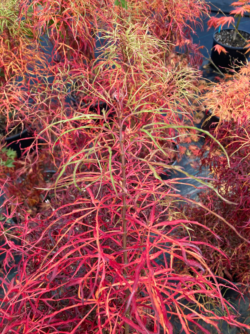 Acer japonicum X 'Gossamer' Dwarf Full Moon Japanese Maple