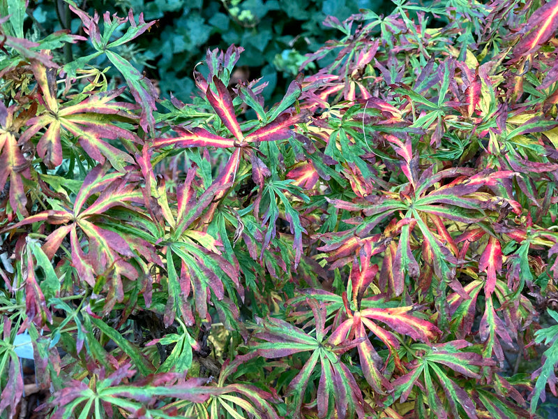 Acer japonicum X 'Gossamer' Dwarf Full Moon Japanese Maple