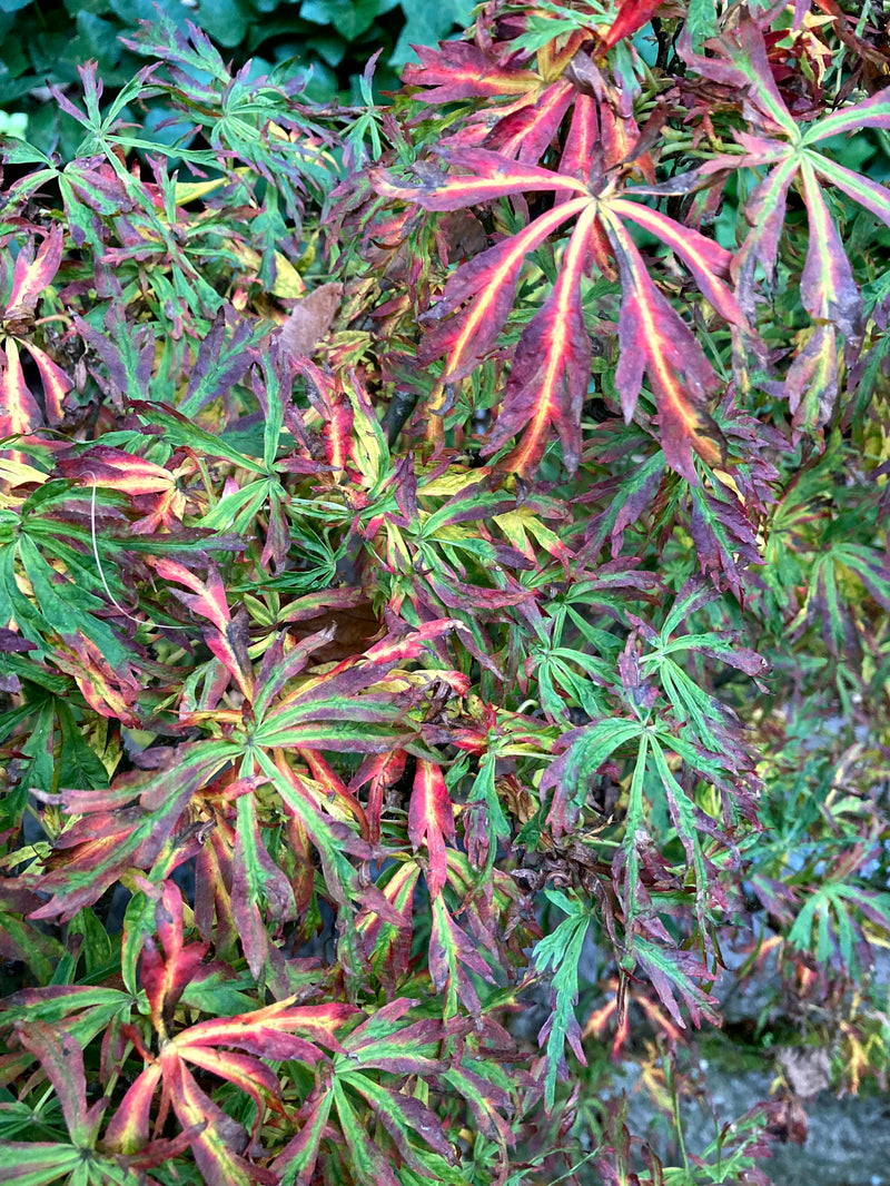 Acer japonicum X 'Gossamer' Dwarf Full Moon Japanese Maple