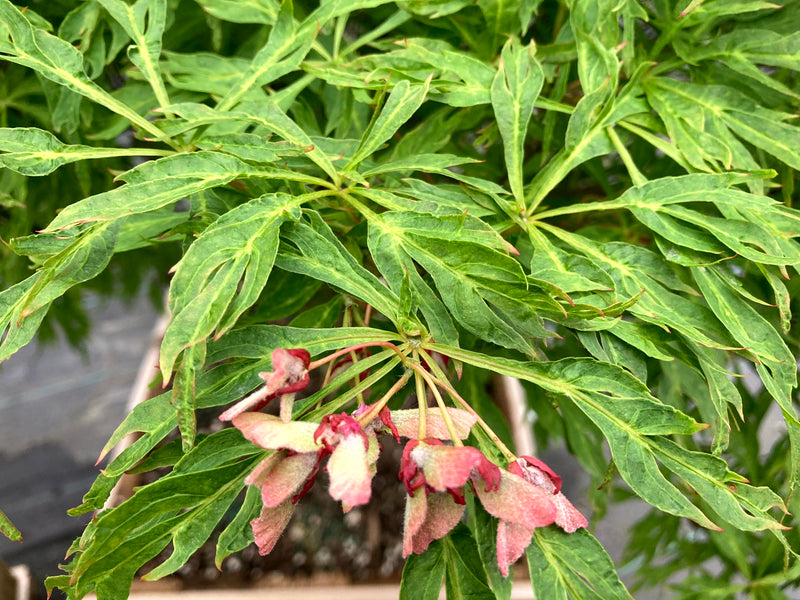 Acer japonicum X 'Gossamer' Dwarf Full Moon Japanese Maple