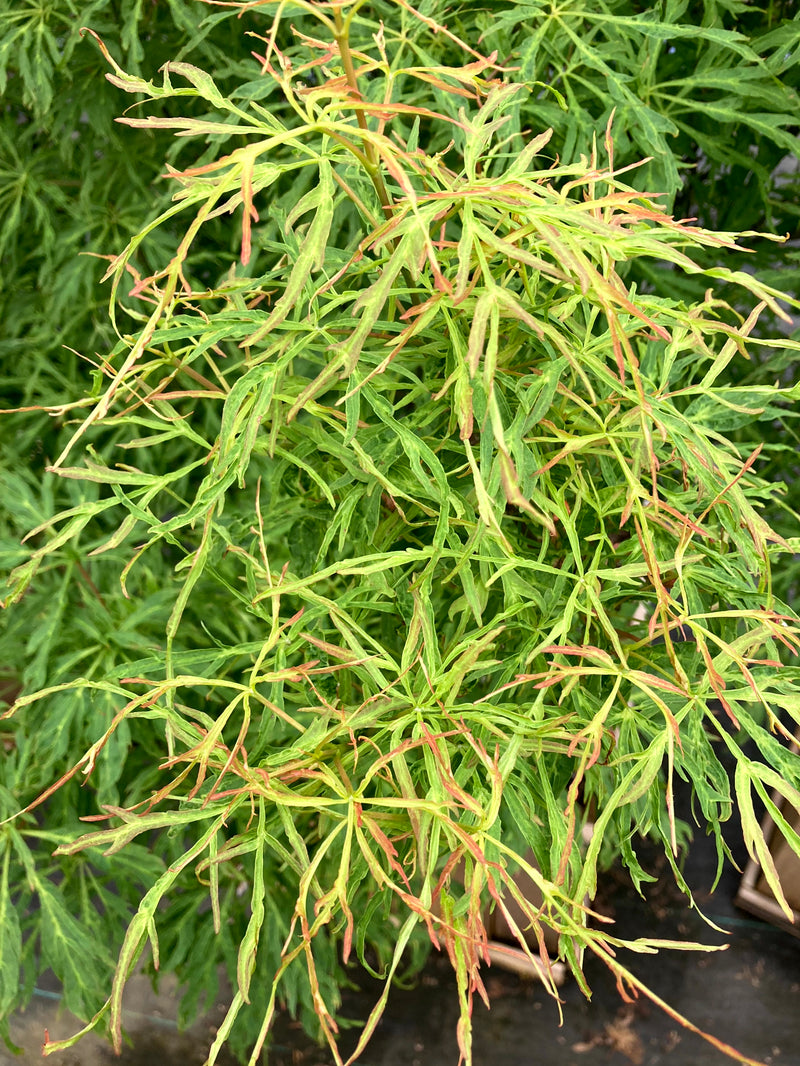 Acer japonicum X 'Gossamer' Dwarf Full Moon Japanese Maple