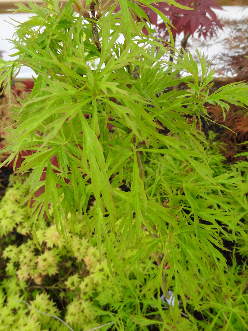 Acer japonicum X 'Gossamer' Dwarf Full Moon Japanese Maple
