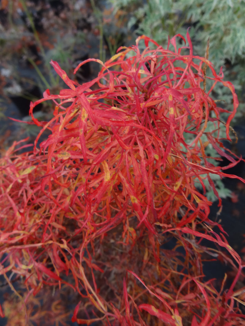 Acer japonicum X 'Gossamer' Dwarf Full Moon Japanese Maple