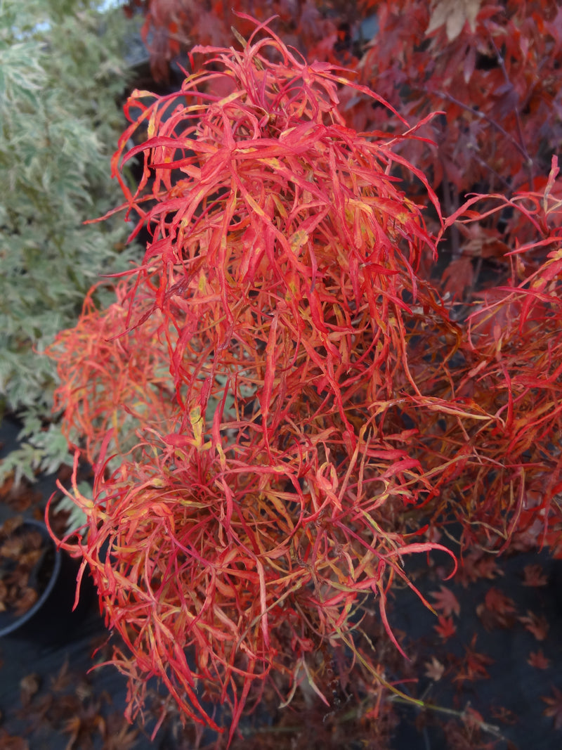 Acer japonicum X 'Gossamer' Dwarf Full Moon Japanese Maple