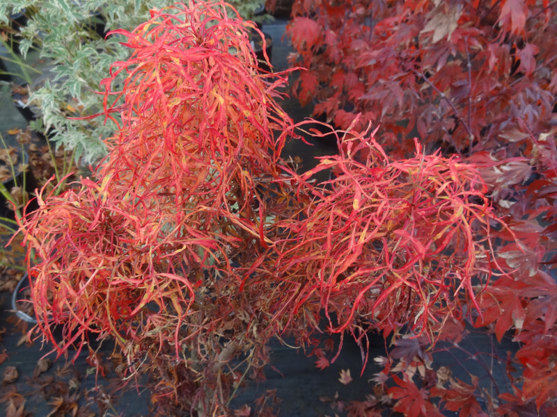 Acer japonicum X 'Gossamer' Dwarf Full Moon Japanese Maple