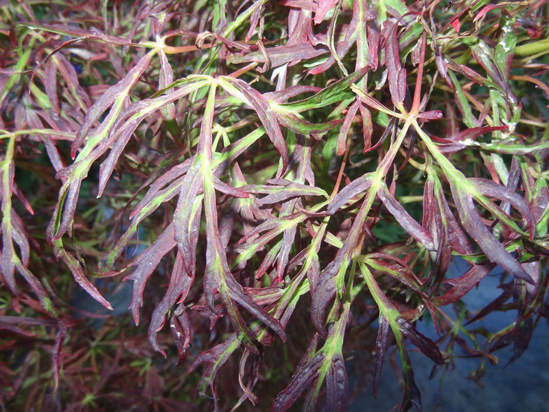 Acer japonicum X 'Gossamer' Dwarf Full Moon Japanese Maple
