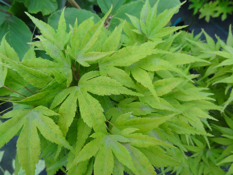 Acer shirasawanum 'Moonrise™' Full Moon Maple