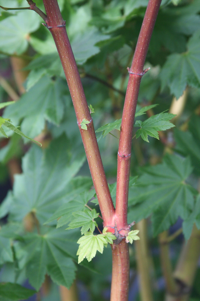 Acer circinatum 'Pacific Fire' Coral Bark Japanese Maple