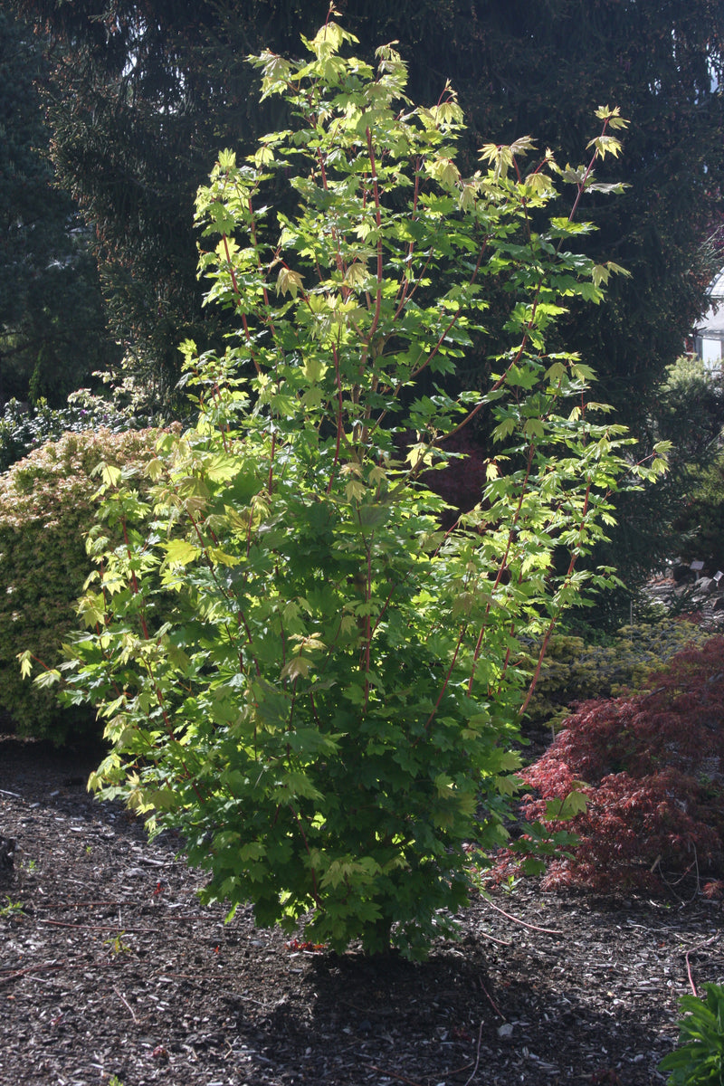 Acer circinatum 'Pacific Fire' Coral Bark Japanese Maple