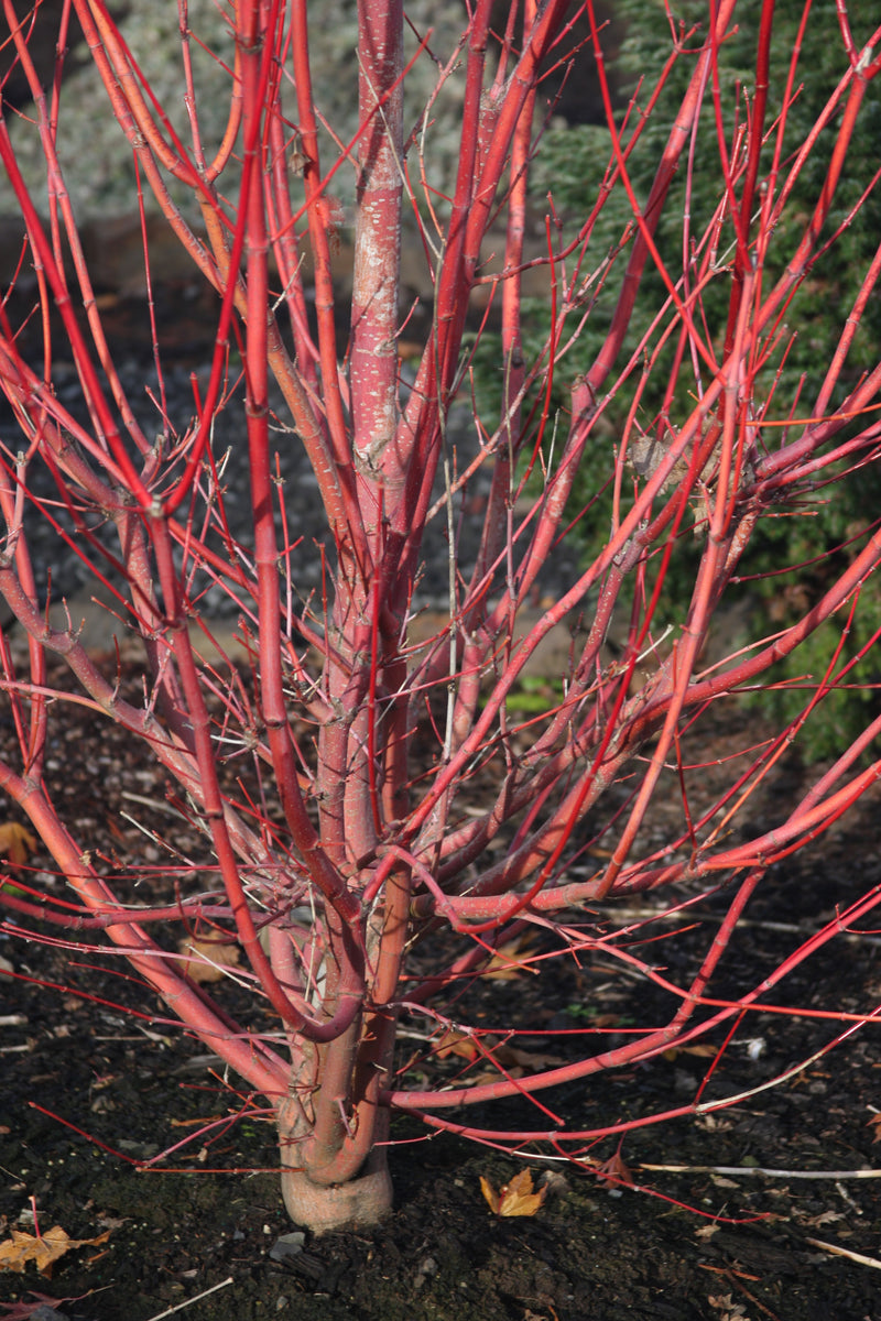 Acer circinatum 'Pacific Fire' Coral Bark Japanese Maple