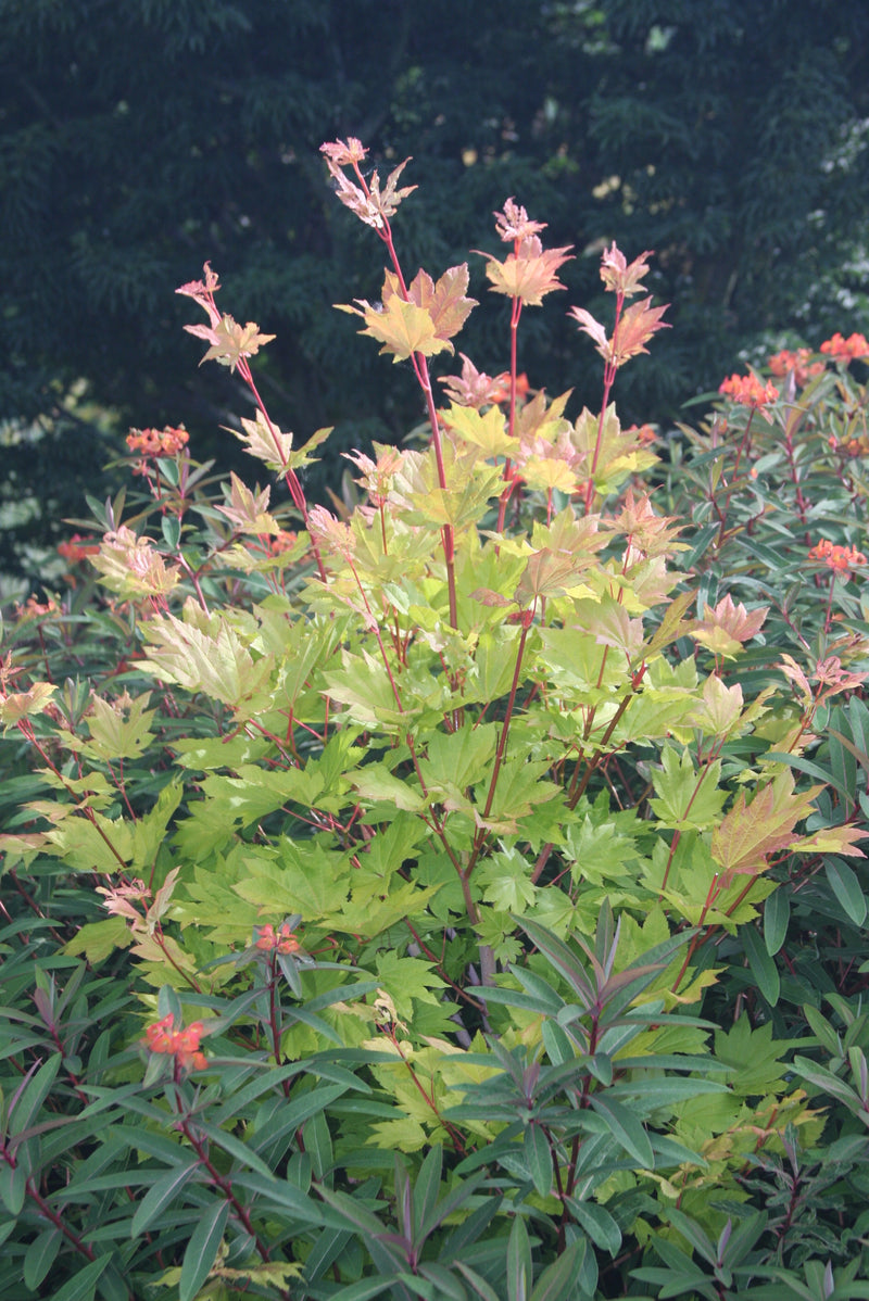Acer circinatum 'Pacific Fire' Coral Bark Japanese Maple