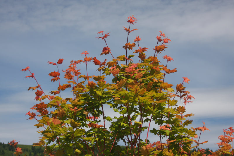Acer circinatum 'Pacific Fire' Coral Bark Japanese Maple
