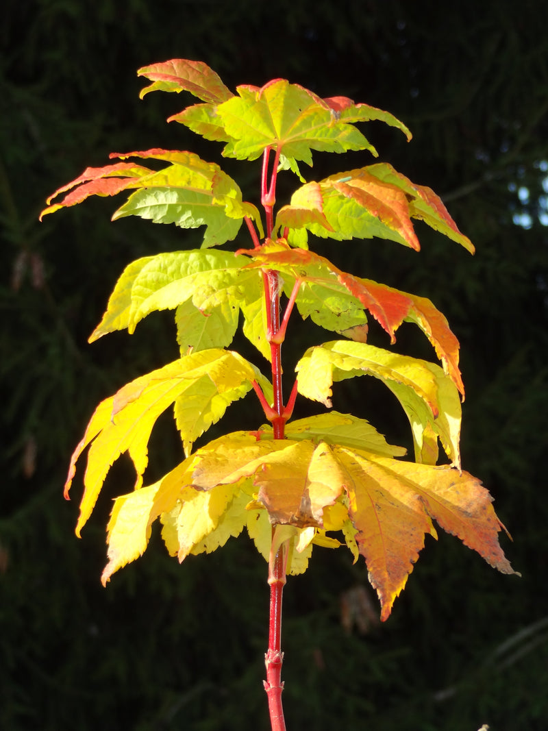 Acer circinatum 'Pacific Fire' Coral Bark Japanese Maple