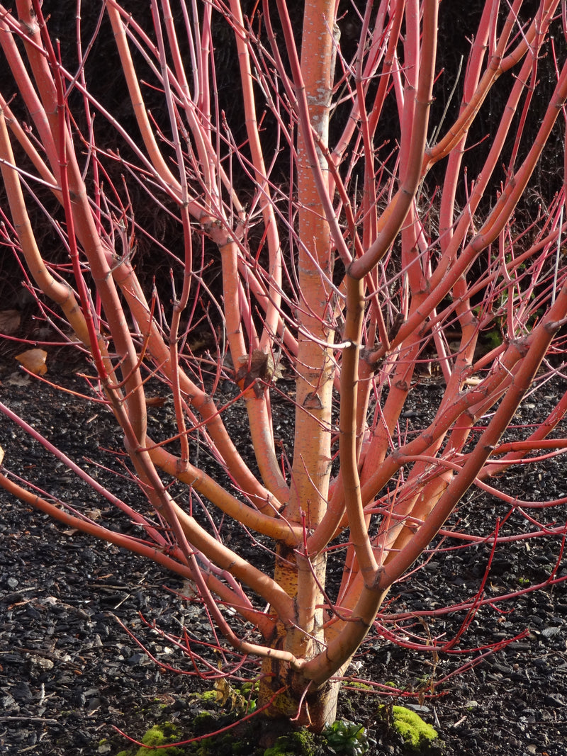 Acer circinatum 'Pacific Fire' Coral Bark Japanese Maple