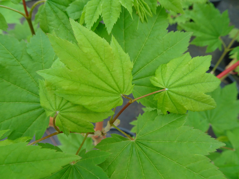 Acer circinatum 'Pacific Fire' Coral Bark Japanese Maple