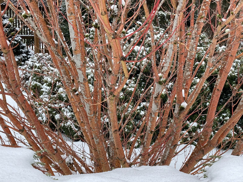 Acer circinatum 'Pacific Fire' Coral Bark Japanese Maple