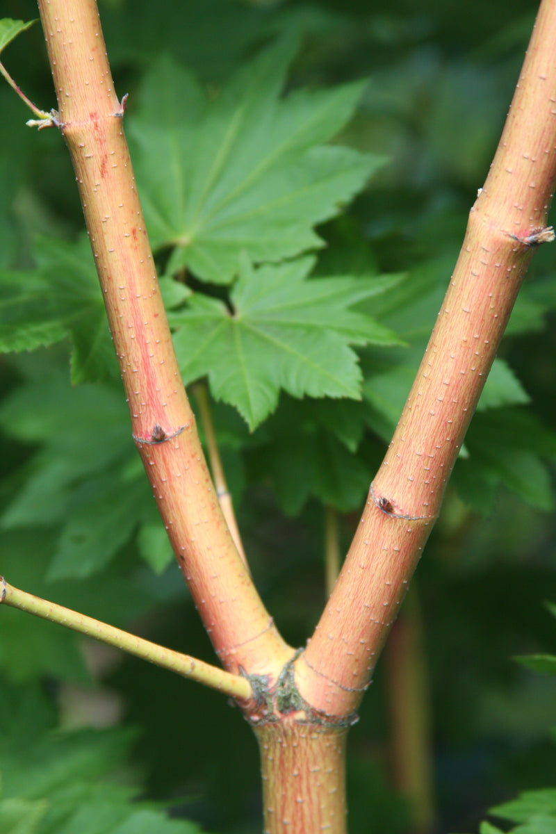 Acer circinatum 'Pacific Fire' Coral Bark Japanese Maple