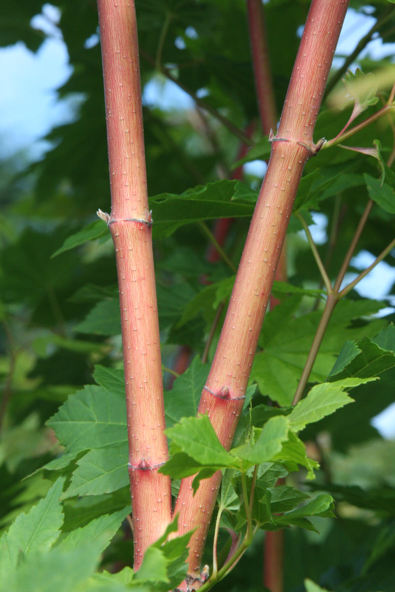 Acer circinatum 'Pacific Fire' Coral Bark Japanese Maple