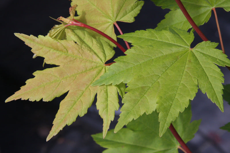 Acer circinatum 'Pacific Fire' Coral Bark Japanese Maple