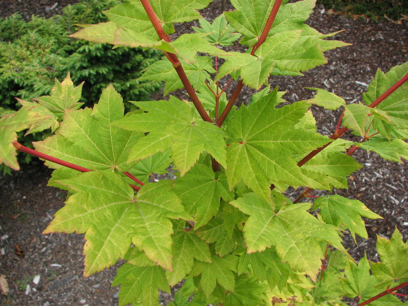 Acer circinatum 'Pacific Fire' Coral Bark Japanese Maple