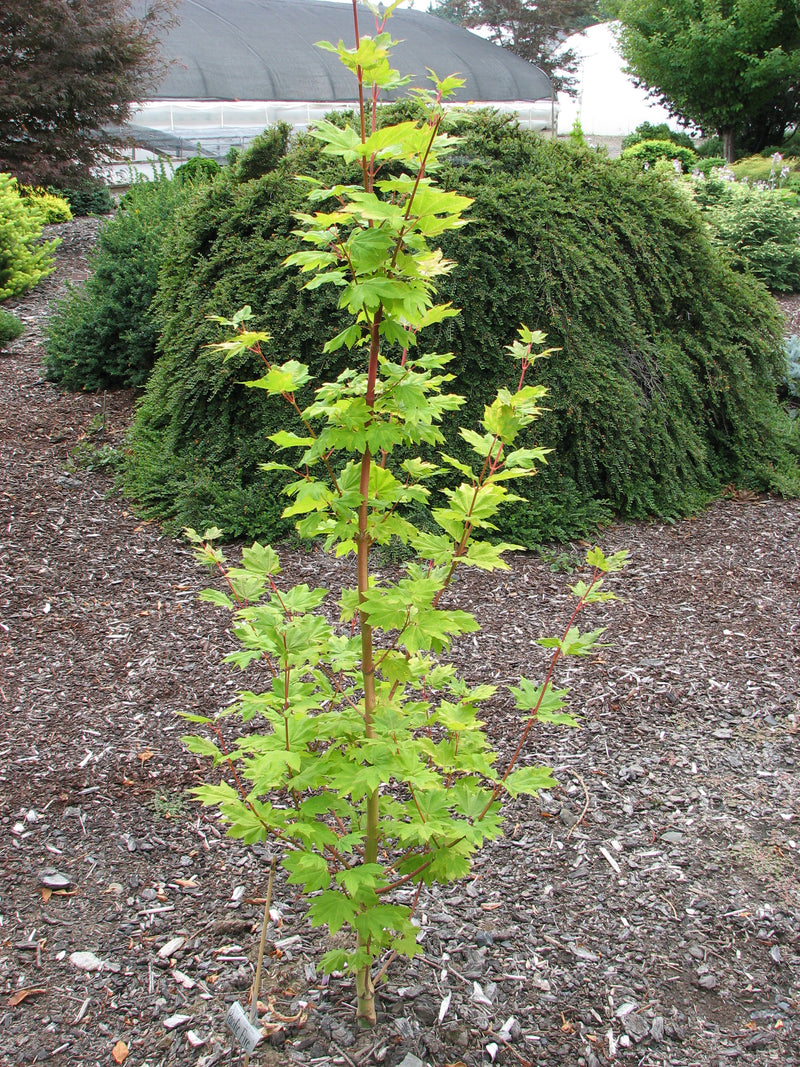 Acer circinatum 'Pacific Fire' Coral Bark Japanese Maple