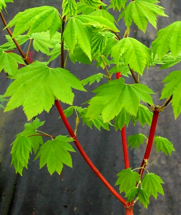 Acer circinatum 'Pacific Fire' Coral Bark Japanese Maple