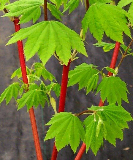 Acer circinatum 'Pacific Fire' Coral Bark Japanese Maple